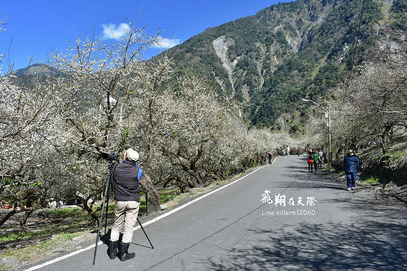 2018土場梅園 017 2018土場梅園 017