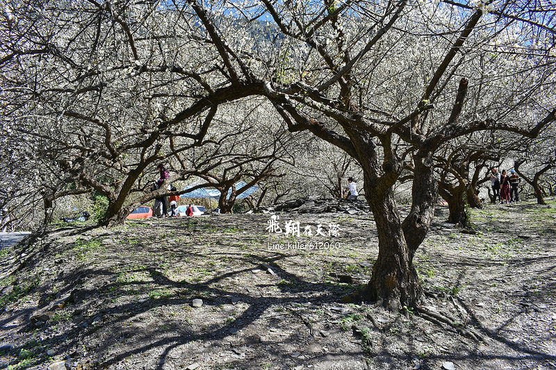 2018土場梅園 018 2018土場梅園 018
