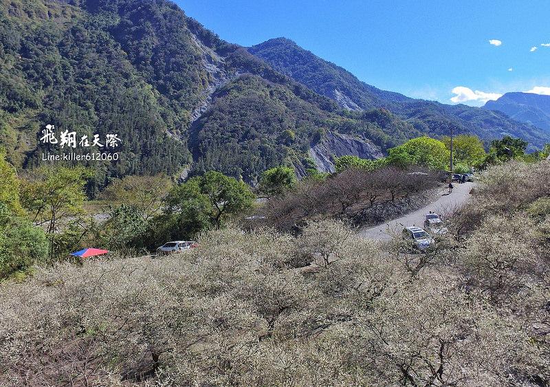 2018土場梅園 007 2018土場梅園 007