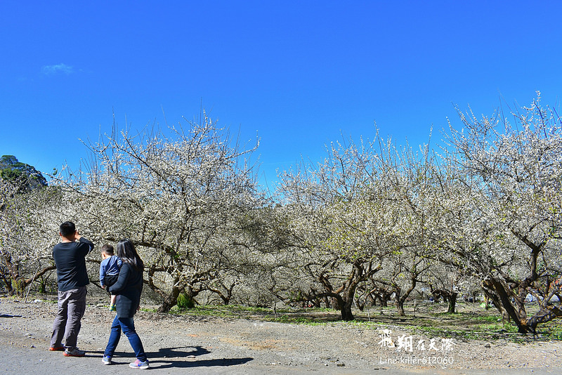 2018土場梅園 004 2018土場梅園 004