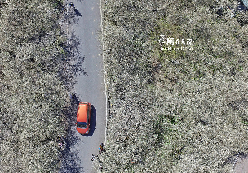 2018土場梅園 008 2018土場梅園 008