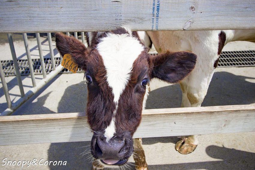 【玩樂.雲林】崙背景點/千巧谷牛樂園牧場~免門票親子景點,萌萌乳牛公仔隨你拍,還能餵牛餵魚餵鴨