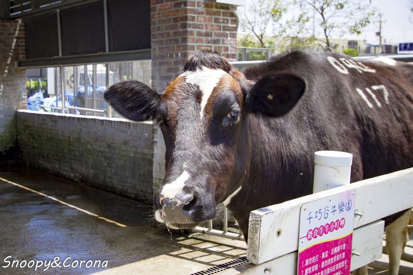 【玩樂.雲林】崙背景點/千巧谷牛樂園牧場~免門票親子景點,萌萌乳牛公仔隨你拍,還能餵牛餵魚餵鴨