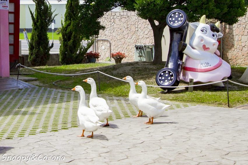 【玩樂.雲林】崙背景點/千巧谷牛樂園牧場~免門票親子景點,萌萌乳牛公仔隨你拍,還能餵牛餵魚餵鴨