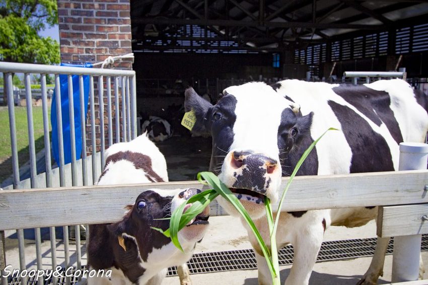 【玩樂.雲林】崙背景點/千巧谷牛樂園牧場~免門票親子景點,萌萌乳牛公仔隨你拍,還能餵牛餵魚餵鴨