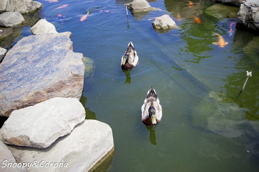【玩樂.雲林】崙背景點/千巧谷牛樂園牧場~免門票親子景點,萌萌乳牛公仔隨你拍,還能餵牛餵魚餵鴨