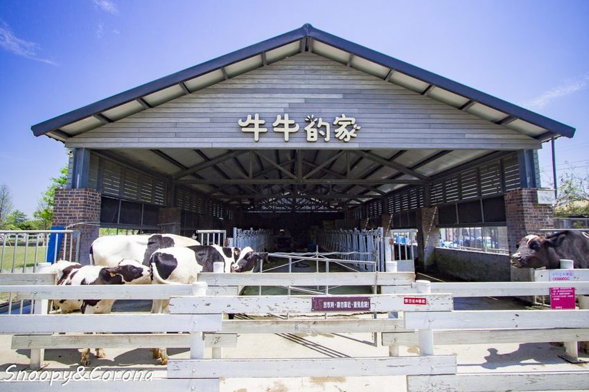 【玩樂.雲林】崙背景點/千巧谷牛樂園牧場~免門票親子景點,萌萌乳牛公仔隨你拍,還能餵牛餵魚餵鴨