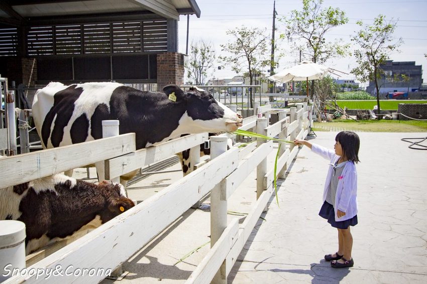【玩樂.雲林】崙背景點/千巧谷牛樂園牧場~免門票親子景點,萌萌乳牛公仔隨你拍,還能餵牛餵魚餵鴨