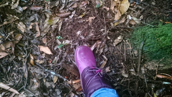 來自梨山黑森林的純淨甘露,梨山古邁茶行