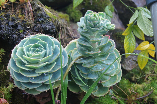 來自梨山黑森林的純淨甘露,梨山古邁茶行