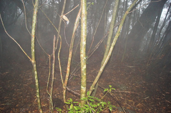 來自梨山黑森林的純淨甘露,梨山古邁茶行