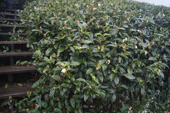 來自梨山黑森林的純淨甘露,梨山古邁茶行