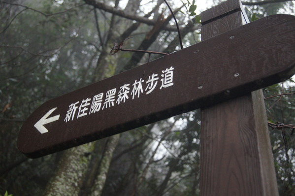 來自梨山黑森林的純淨甘露,梨山古邁茶行