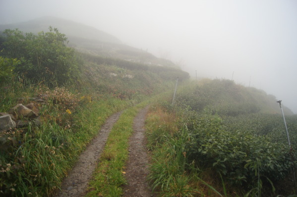 來自梨山黑森林的純淨甘露,梨山古邁茶行