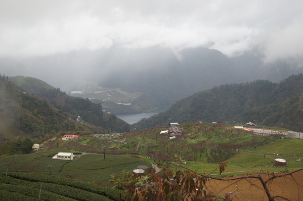 來自梨山黑森林的純淨甘露,梨山古邁茶行