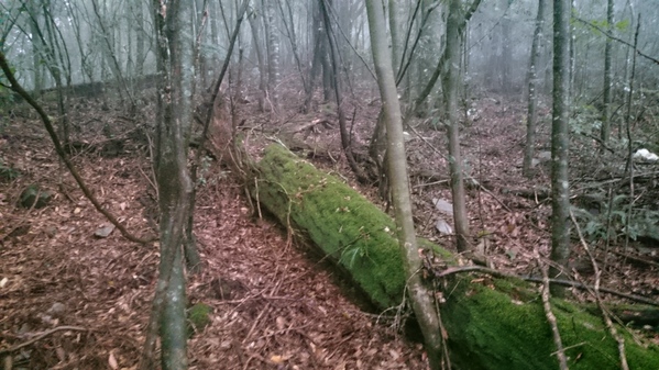 來自梨山黑森林的純淨甘露,梨山古邁茶行