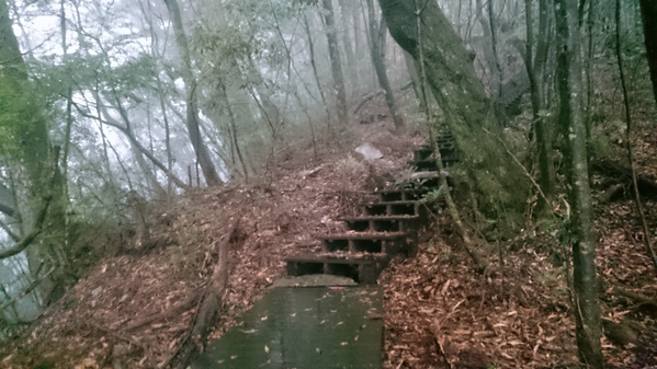 來自梨山黑森林的純淨甘露,梨山古邁茶行