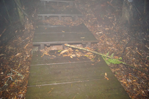 來自梨山黑森林的純淨甘露,梨山古邁茶行