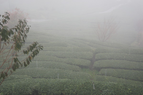 來自梨山黑森林的純淨甘露,梨山古邁茶行