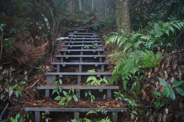 來自梨山黑森林的純淨甘露,梨山古邁茶行