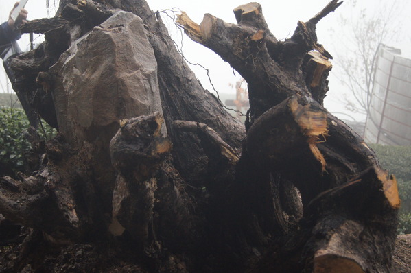 來自梨山黑森林的純淨甘露,梨山古邁茶行