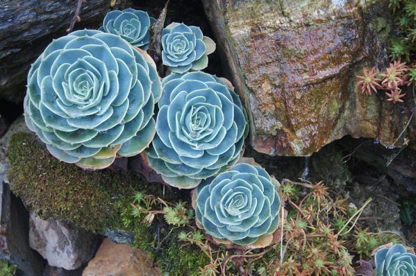 來自梨山黑森林的純淨甘露,梨山古邁茶行