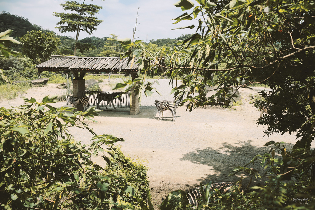 滋潤心靈的木柵動物園小記#3