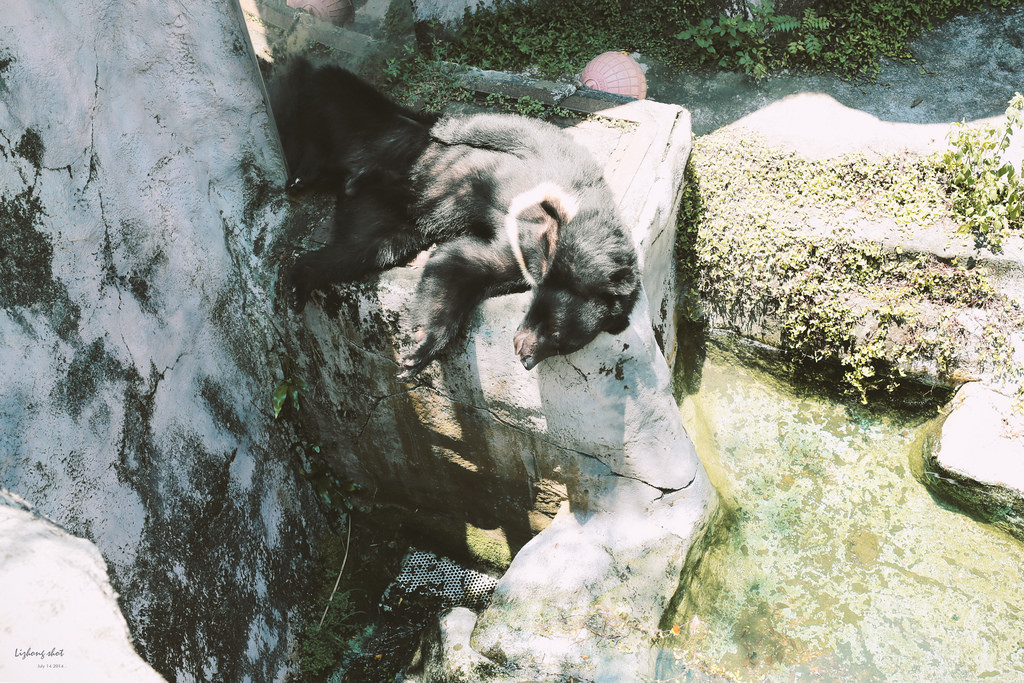 滋潤心靈的木柵動物園小記#3