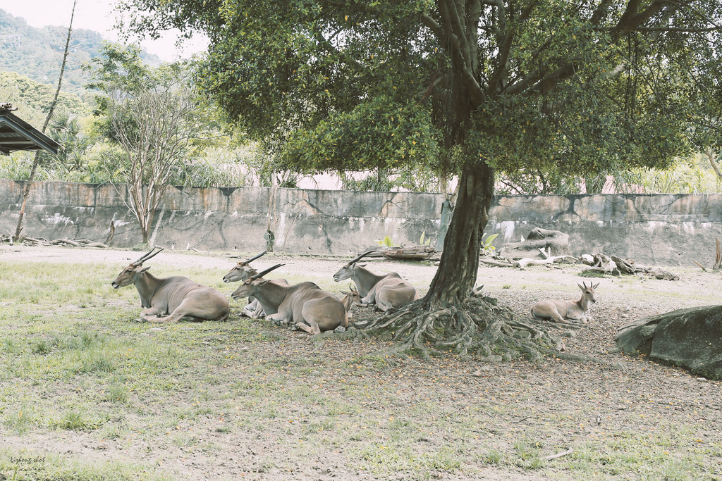 滋潤心靈的木柵動物園小記#3