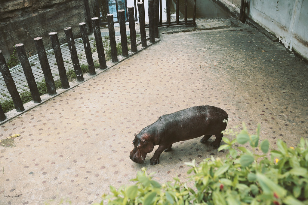 滋潤心靈的木柵動物園小記#3
