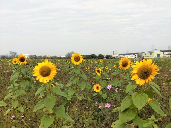 和美交流道花海:【彰化和美景點】2018向日葵及波斯菊花海~花田喜事幸福旺旺活動到2/20止