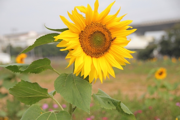 和美交流道花海:【彰化和美景點】2018向日葵及波斯菊花海~花田喜事幸福旺旺活動到2/20止