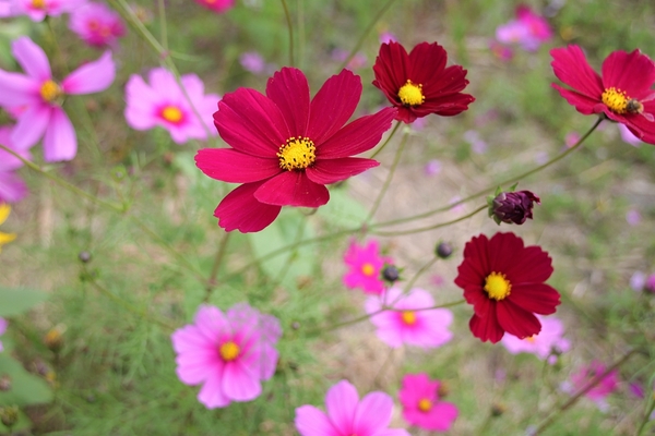 和美交流道花海:【彰化和美景點】2018向日葵及波斯菊花海~花田喜事幸福旺旺活動到2/20止