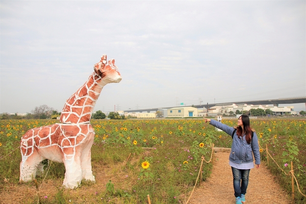 和美交流道花海:【彰化和美景點】2018向日葵及波斯菊花海~花田喜事幸福旺旺活動到2/20止