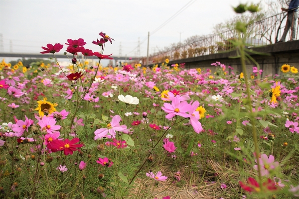 和美交流道花海:【彰化和美景點】2018向日葵及波斯菊花海~花田喜事幸福旺旺活動到2/20止