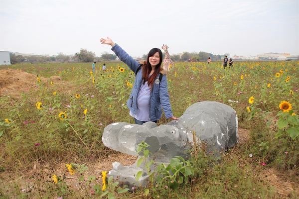 和美交流道花海:【彰化和美景點】2018向日葵及波斯菊花海~花田喜事幸福旺旺活動到2/20止