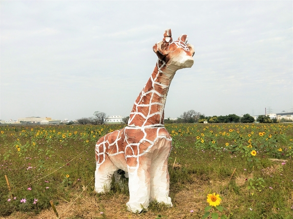 和美交流道花海:【彰化和美景點】2018向日葵及波斯菊花海~花田喜事幸福旺旺活動到2/20止