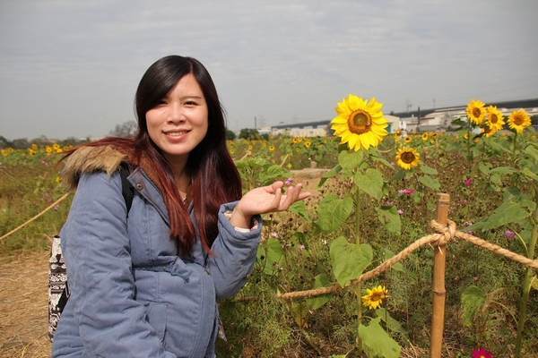 和美交流道花海:【彰化和美景點】2018向日葵及波斯菊花海~花田喜事幸福旺旺活動到2/20止
