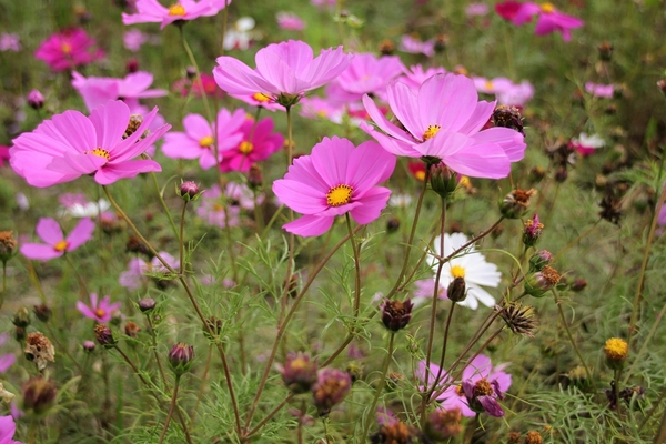 和美交流道花海:【彰化和美景點】2018向日葵及波斯菊花海~花田喜事幸福旺旺活動到2/20止