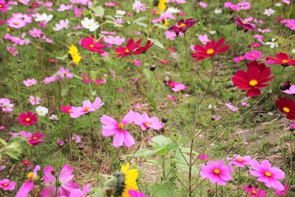 和美交流道花海:【彰化和美景點】2018向日葵及波斯菊花海~花田喜事幸福旺旺活動到2/20止