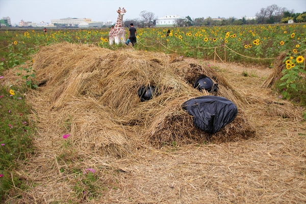 和美交流道花海:【彰化和美景點】2018向日葵及波斯菊花海~花田喜事幸福旺旺活動到2/20止