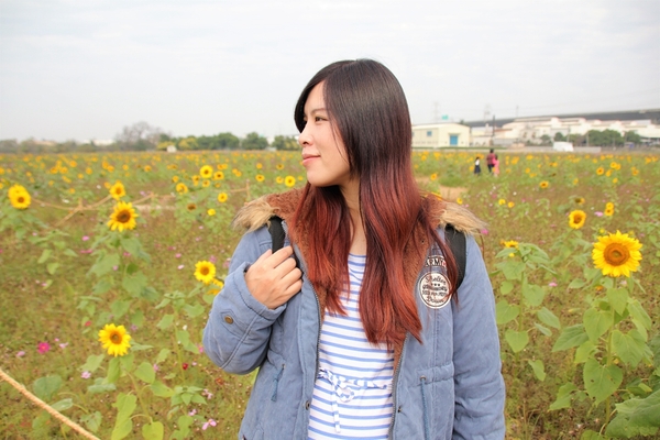 和美交流道花海:【彰化和美景點】2018向日葵及波斯菊花海~花田喜事幸福旺旺活動到2/20止