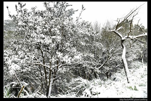20150124汐止五指山賞雪22