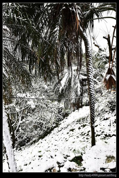 20150124汐止五指山賞雪10