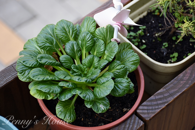 新竹美食推薦：公道五路的繽紛飲食 - 腰果花砧板原食料理超好吃羊排和蔬菜  (二訪紀錄) 健康飲食/低溫烹調