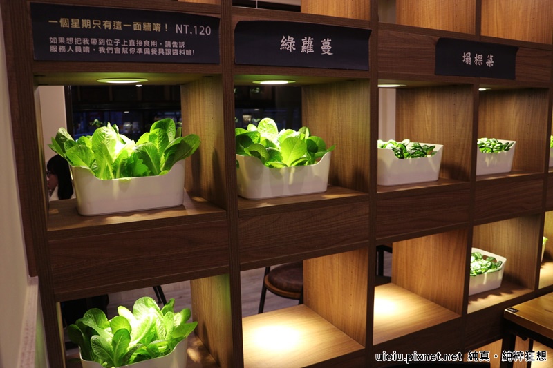 160226 新竹 腰果花009.JPG 160226 新竹 腰果花009.JPG