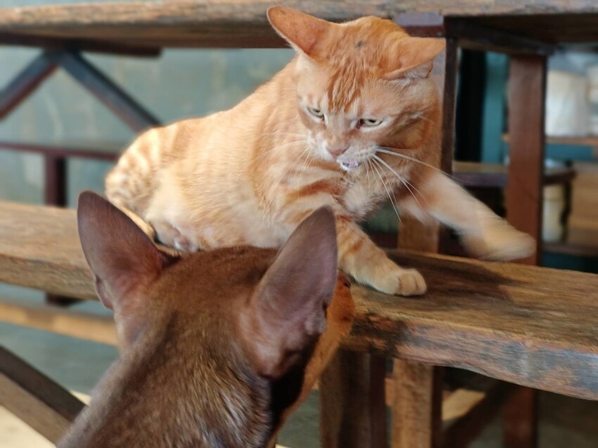 【新北.三芝】北海岸景觀餐廳推薦。公雞咖啡。食物好吃+淺水灣海景第一排+超級寵物友善