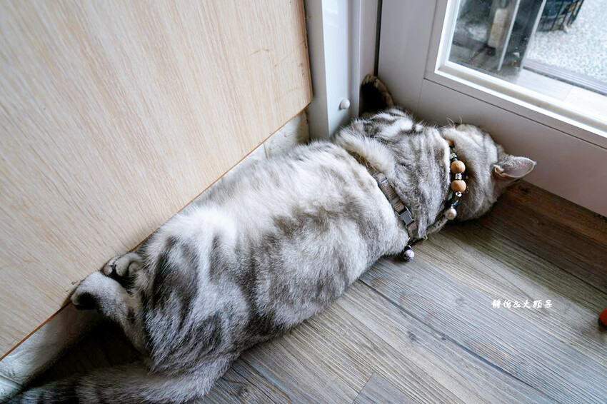 冰點老店綿綿冰 ❙ 鳳梨檸檬冰、芒果雙爽,自製手工豆花、仙草