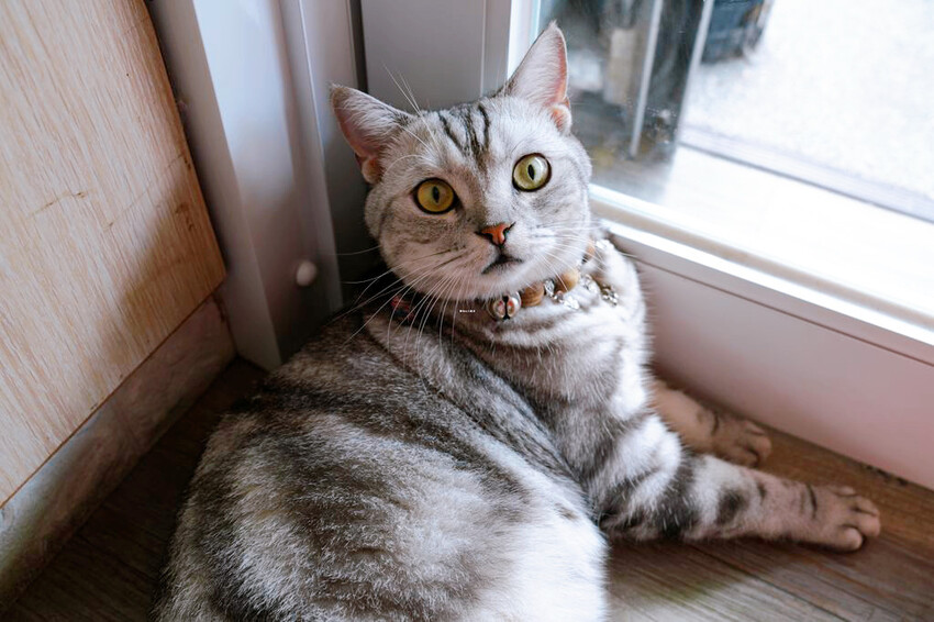 冰點老店綿綿冰 ❙ 鳳梨檸檬冰、芒果雙爽,自製手工豆花、仙草