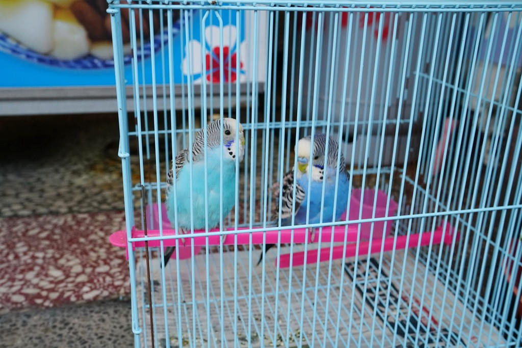 宜蘭必吃 古早味冰點老店綿綿冰